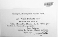 Puccinia crucianellae image